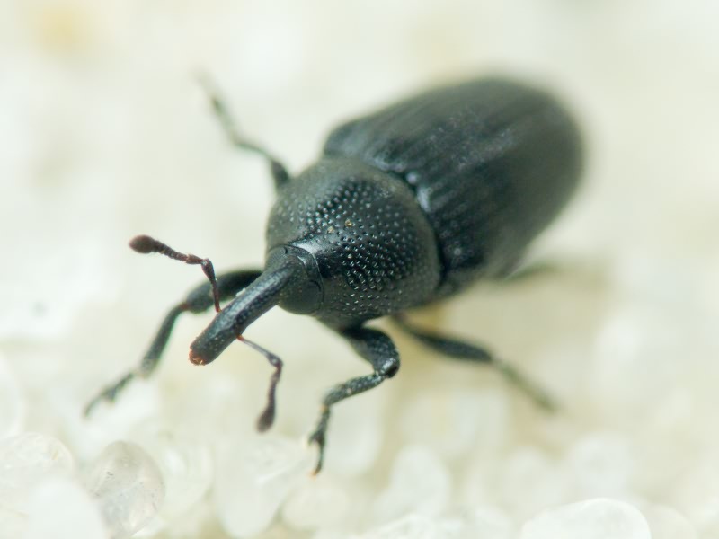 Labiaticola sibiricus (Faust, 1890)